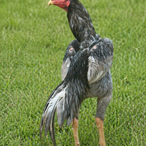 Brasilian Super King Aseel-Asil
