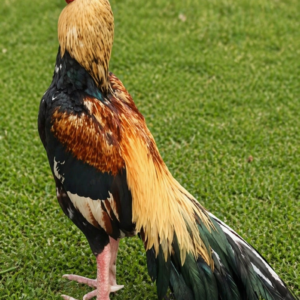 Lakha Mushka Aseel
