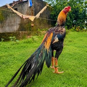 Asli Jawa Indian